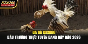 Đá Gà XOSO66 - Đấu Trường Trực Tuyến Đang Gây Bão 2026
